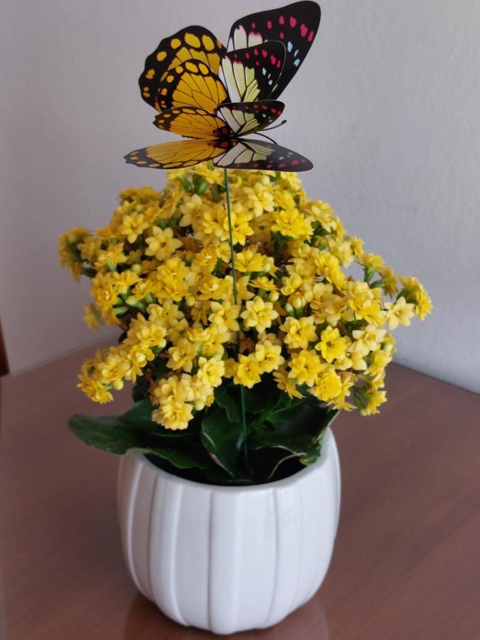 Apartment Tonci And Iris Primošten